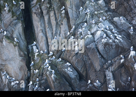 Kittiwardes, Rissa tridactyla, nichant sur la falaise escarpée Rundebranden à l'île Runde sur la côte atlantique de l'atlantique, en Norvège. Banque D'Images