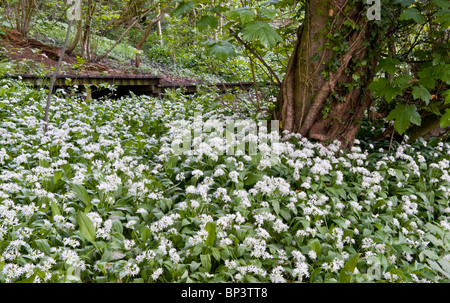 L'ail des ours Allium ursinum ou dans l'environnement boisé, Cheshire, England, UK Banque D'Images