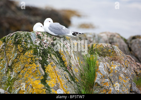 Kittiwardest, Rissa tridactyla, sur l'île de Runde, sur la côte ouest de la Norvège. Banque D'Images