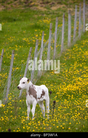 Veau de l'espèce 'Vestlandsk Fjordfe' dans des champs herbeux sur l'île de Runde sur la côte ouest de la Norvège, en Scandinavie. Banque D'Images