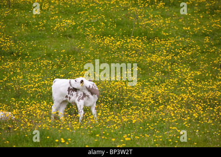 Veau de l'espèce 'Vestlandsk Fjordfe' dans des champs herbeux sur l'île de Runde sur la côte ouest de la Norvège, en Scandinavie. Banque D'Images