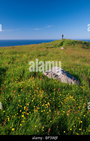 Prairie florale d'été sur l'île de Runde, sur la côte ouest de l'Atlantique, Møre og Romsdal, Norvège. Banque D'Images