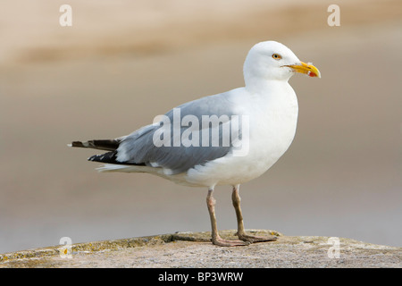 SeaGull perché sur le mur du port Banque D'Images