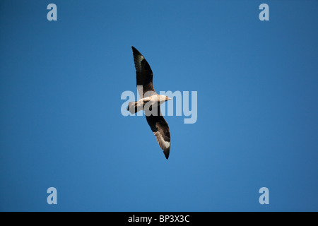 Grand skua, Stercorarius skua, en vol au-dessus du sanctuaire d'oiseaux de l'île de Runde sur la côte ouest de l'Atlantique de la Norvège. Banque D'Images