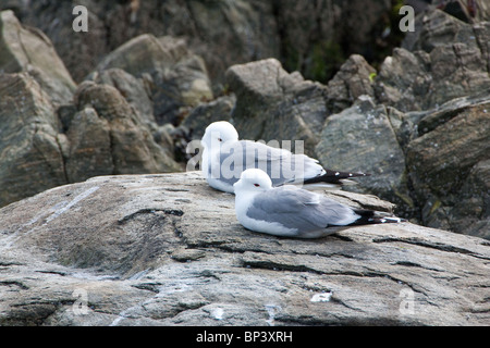 Kittiwardest, Rissa tridactyla, sur l'île de Runde, sur la côte ouest de la Norvège. Banque D'Images