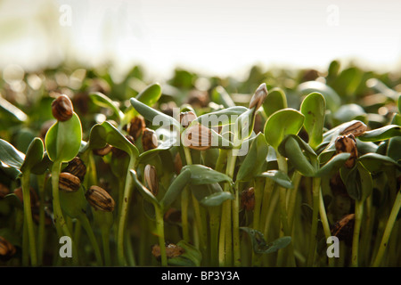 De plus en plus de germes de tournesol biologique dans les bacs dans la lumière du soleil Banque D'Images