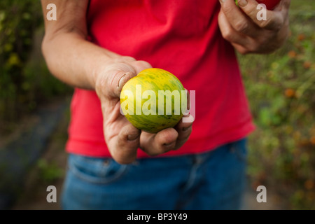 Main tenant une tomate à rayures vert frais mûrs Banque D'Images