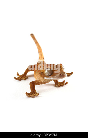 Bébé Crested Gecko, Rhacodactylus ciliatus sur fond blanc Banque D'Images