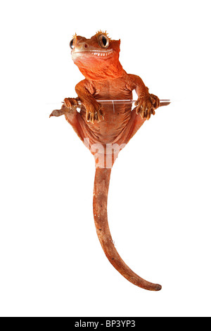 Femme Crested Gecko, Rhacodactylus ciliatus sur fond blanc Banque D'Images