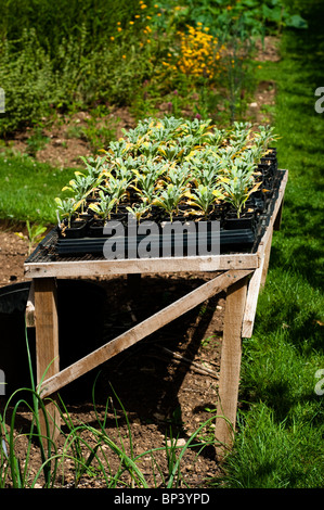 Les jeunes Matthiola incana 'Pillow Talk' prêt à être planté pour la floraison l'année suivante Banque D'Images