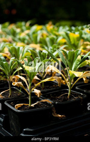 Les jeunes Matthiola incana 'Pillow Talk' prêt à être planté pour la floraison l'année suivante Banque D'Images