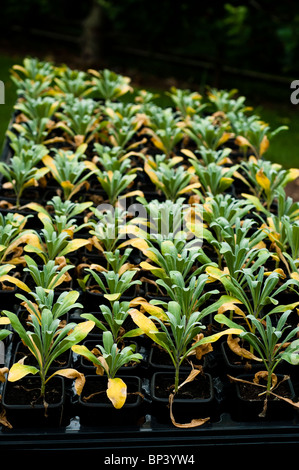 Les jeunes Matthiola incana 'Pillow Talk' prêt à être planté en été Banque D'Images