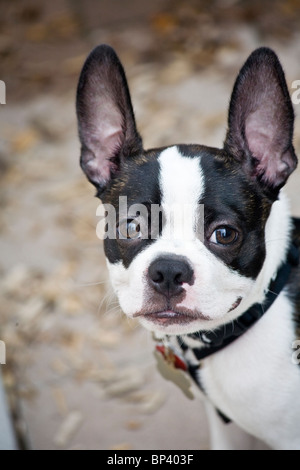 Un chien (Boston terrier) attentivement à la recherche de l'appareil photo Banque D'Images