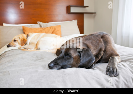 Deux chiens Labrador Retriever dormant dans une chambre d'hôtel qui accepte les animaux domestiques, Banff, Alberta, Canada. Banque D'Images