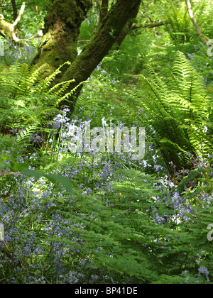 Jacinthes et fougères dans les bois. Devon Banque D'Images