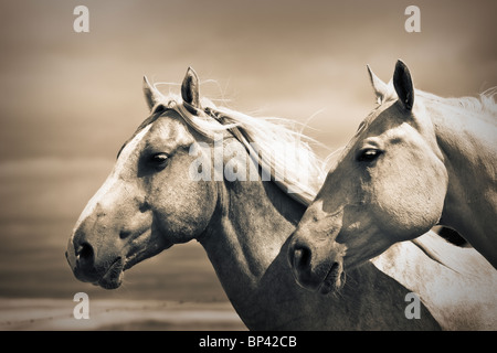 Portrait de deux Quarter Horses dans les Prairies canadiennes. Big Muddy Badlands, Saskatchewan, Canada. Banque D'Images