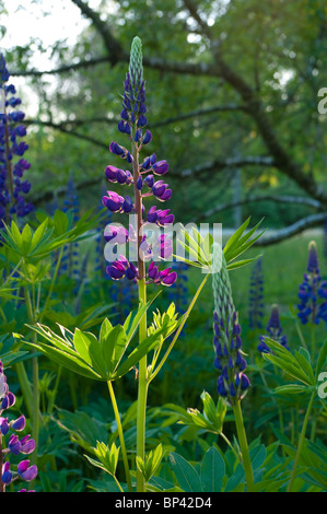 Lupin mauve éclairé par quelques rayons de soleil du soir Banque D'Images