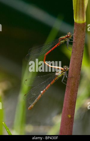 Paire de grandes demoiselles, Pyrrhosoma nymphula rouge, par étang ; Dorset Banque D'Images