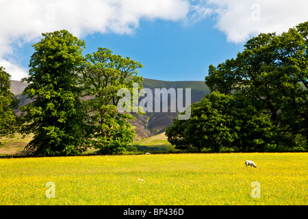 Une prairie de renoncules ci-dessous dans Latrigg le Parc National du Lake District, Cumbria, England, UK Banque D'Images