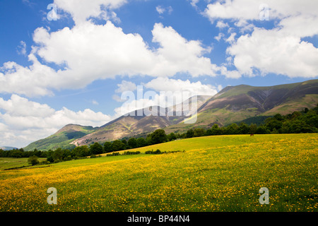 Une prairie de renoncules ci-dessous Latrigg,Skiddaw et Dodd près de Keswick dans le Parc National du Lake District, Cumbria, England, UK Banque D'Images