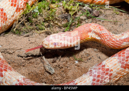 Maïs femelle serpent, red rat snake, Pantherophis guttatus, originaire de sud-est des États-Unis Banque D'Images