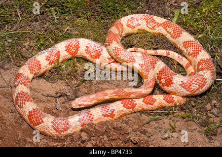 Maïs femelle serpent, red rat snake, Pantherophis guttatus, originaire de sud-est des États-Unis Banque D'Images