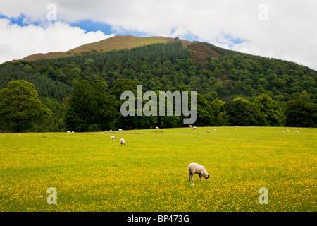 Une prairie de renoncules avec moutons dans Latrigg ci-dessous le Parc National du Lake District, Cumbria, England, UK Banque D'Images