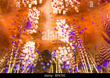 L'Oursin de feu toxiques (Asthenosoma varium), Puerto Gallera, Philippines, Asie Banque D'Images