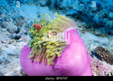 Les Maldives. Poisson clown (Amphiprion nigripes) Banque D'Images