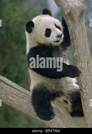 Les jeunes grand panda cub jouer dans la fourche de Wolong Chine arbre Banque D'Images