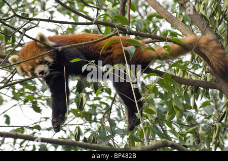 Panda rouge ou petit arbre de ralentissement en Chine Sichuan Banque D'Images