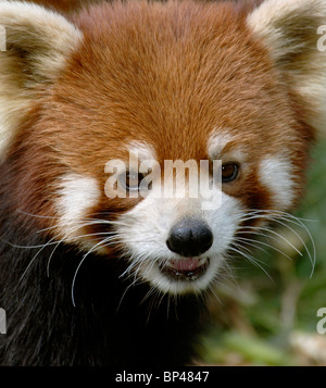 Panda rouge ou moins, Wolong, Province du Sichuan, Chine Banque D'Images