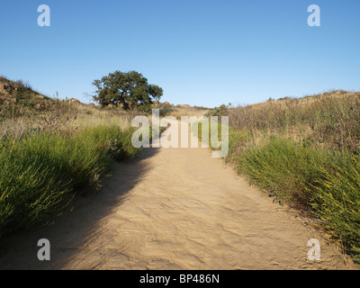 Un lone oak le long d'un chemin de terre paisible dans le sud de la Californie. Banque D'Images