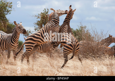 Zèbres (Equus quagga) de jouer, l'Est de Tsavo National Park, Kenya Banque D'Images