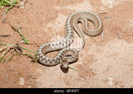 Petit serpent brun, Storeria dekayi, originaire de l'Est des États-Unis, au Mexique et en Amérique centrale Banque D'Images