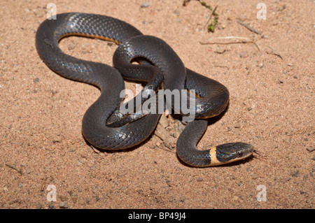 Le nord de la couleuvre à collier, Diadophis punctatus edwardsii, originaire d'Amérique du Nord Banque D'Images