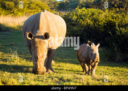 L'Afrique du Sud, Eastern Cape, réserve privée d'Amakhala, rhinocéros blanc, mère et son petit. Banque D'Images