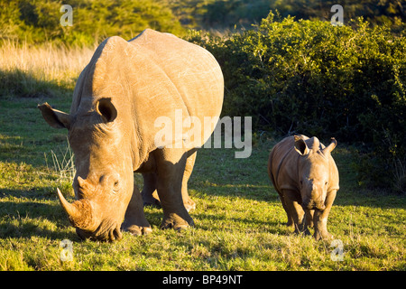 L'Afrique du Sud, Eastern Cape, réserve privée d'Amakhala, rhinocéros blanc, mère et son petit. Banque D'Images