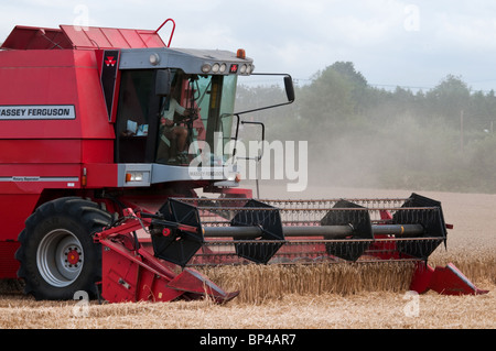 Moissonneuse-batteuse Massey Ferguson rouge la récolte du blé Banque D'Images