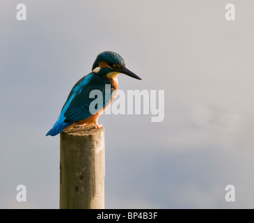 Kingfisher (Alcedo atthis commun) Banque D'Images