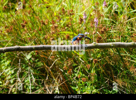 Kingfisher commun avec un petit brochet attrapé Banque D'Images