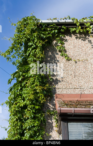 Envahi par la vigne vierge sur l'angle de la Chambre qui ont besoin d'élagage en arrière. Banque D'Images