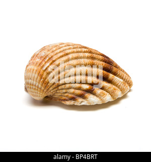 Demi-coquille de perspective basse isolés contre blanc. Banque D'Images