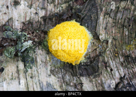 Myxomycète vomi de chien (Srambled Slime) Oeufs (Troll's Butter) Fuligo septica poussant sur un journal Silver Birch Banque D'Images