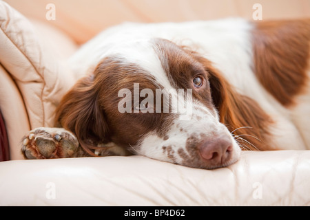 Un marron et blanc English Springer Spaniel chien de travail portant sur un canapé en cuir à l'intérieur d'une chambre Banque D'Images
