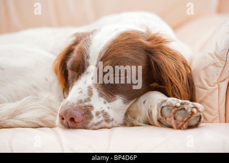 Un marron et blanc English Springer Spaniel chien de dormir sur un canapé en cuir à l'intérieur d'une chambre Banque D'Images