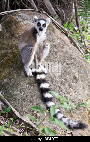 Un sauvage Untitled Document, Lemur catta, assis sur un rocher dans l'Isalo NP, au sud-ouest de Madagascar Banque D'Images