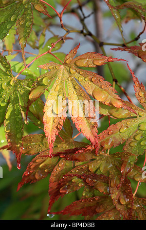 Gouttes de pluie sur les feuilles d'érable d'Epsom, Surrey England UK. Banque D'Images
