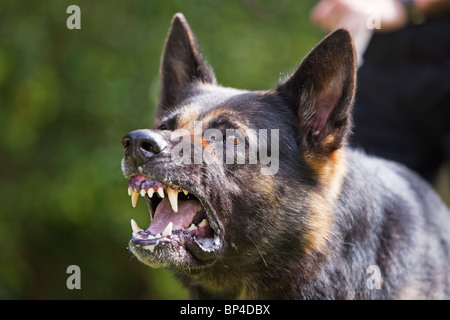 Une ancienne prison service German Shepherd chien de travail montrant un comportement agressif Banque D'Images