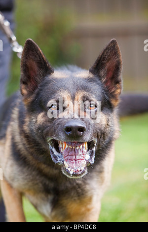 Une ancienne prison service German Shepherd chien de travail montrant un comportement agressif Banque D'Images